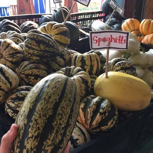 Striped spaghetti squash