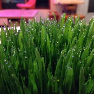 wheatgrass shots