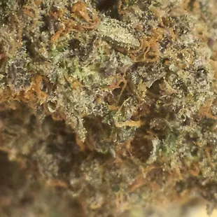 Jungle Juice! (Animal Cookies x Tangie)