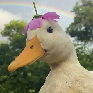 Rose F.