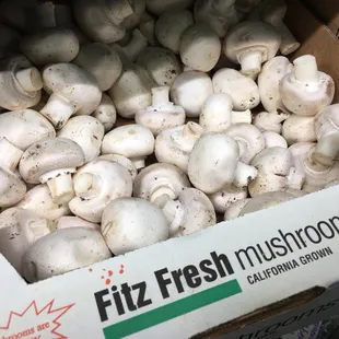 Wonderful mushrooms, full of vitamin D