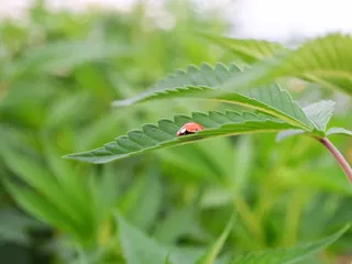 Arbor Nursery Organic Marijuana Teens and Clones