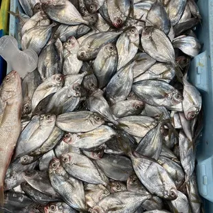Green Fish Seafood Market