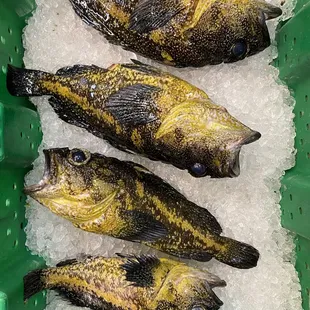 three fish on ice
