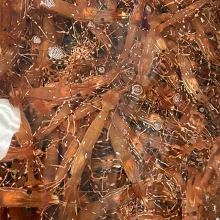 a close up of a fish market