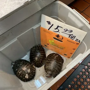 three turtles in a cooler