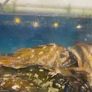 a group of fish in a tank