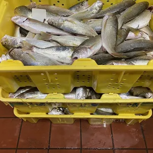 a yellow crate filled with fish