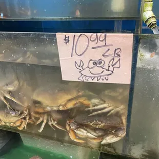 Dungeness crab