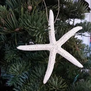 Hand made star shell ornament