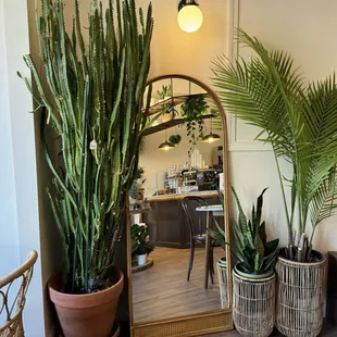 a mirror and potted plants