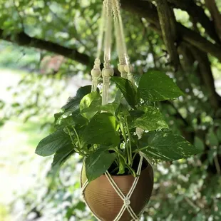 Plants and plant decor to elevate your style!