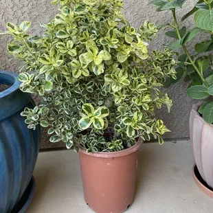 I haven&apos;t seen this girl before, she&apos;s a Marble Queen coprosma or mirror plant. Very healthy!