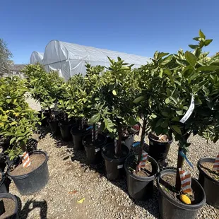 Citrus trees