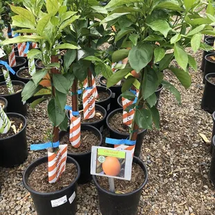 Orange trees 03/31/22