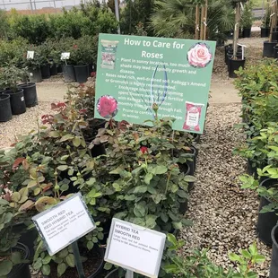 How to care for roses :) 03/31/22