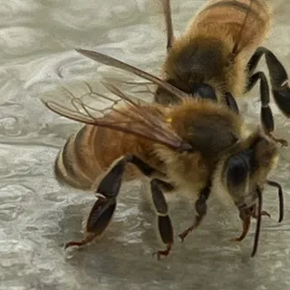 Honey S.