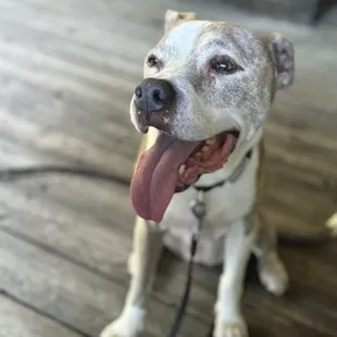 Friend&apos;s dog joining us for lunch.