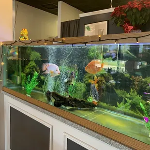 Beautiful fish