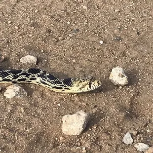 Bull snake - not poisonous