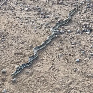 A bull snake across the trail. They have the markings of a Rattlesnake, but no rattle on the end of their tail.