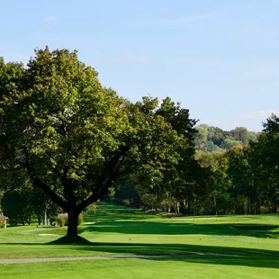 The tree that made Green Oaks