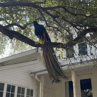 Peacock in a tree!