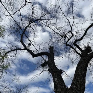 a tree with no leaves