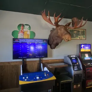 a moose head mounted on the wall