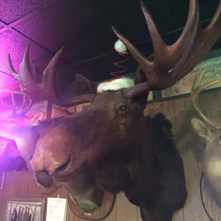 a moose&apos;s head with antlers on it