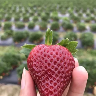 a hand holding a strawberry