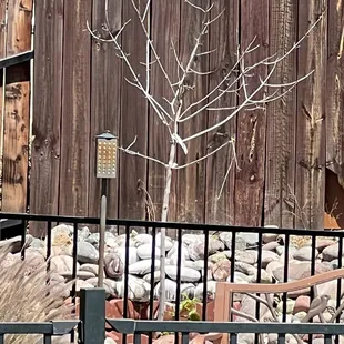 My tree supposed to be an ash tree
