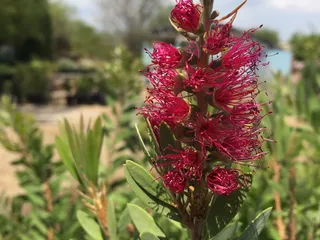 Silverbell Nursery