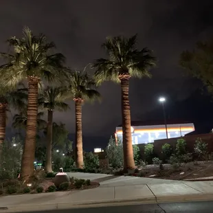 palm trees at night