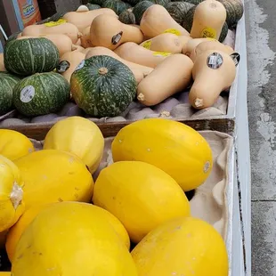 Squashes, watermelon