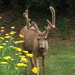 We had company just before sundown