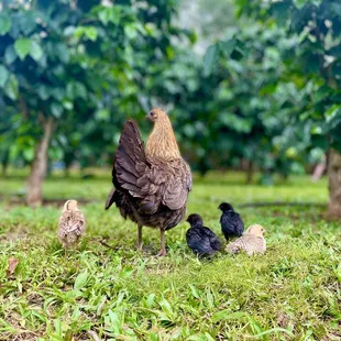 Mother hen and her adorable babies :)
