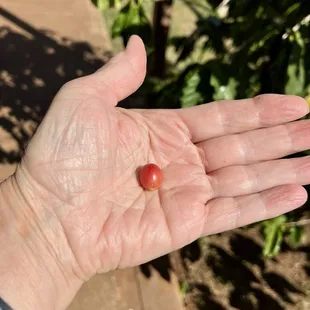 A fresh coffee bean, just picked.