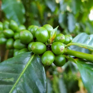 Coffee beans.