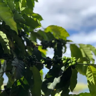 coffee beans on a tree