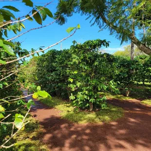 Coffee bean grove plus lots of chairs and tables to relax, eat, drink. Aloha!