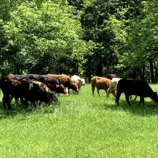 All our cattle are grass fed and grass finished.