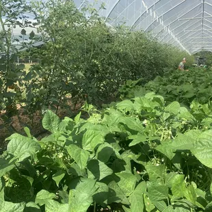 All our produce is grown here on our estate.