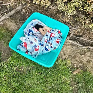 They were always a fresh batch of kittens outsides. The tenants don't help by feeding them and bringing in more stray cats.