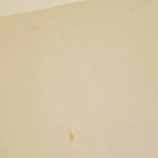 Mold in bathroom starting up again after 3x they came and just wiped it with bleach