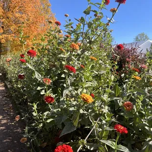 Pretty garden flowers