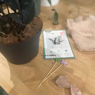 Rocks and plant jewelry
