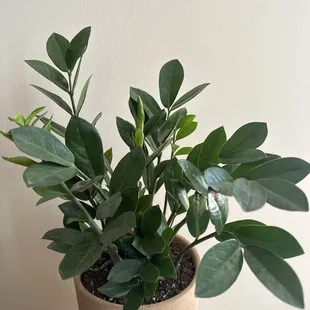 My new ZZ plant!