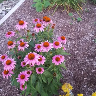 Some of the flowers in our Colonial Gardens