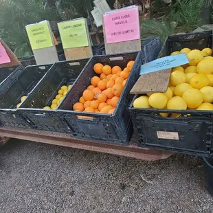Some citrus available for purchase.